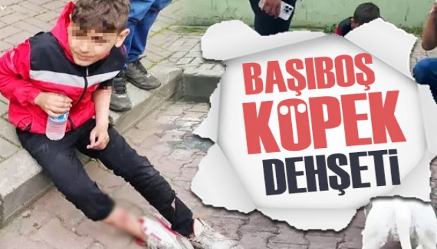 Başıboş köpek dehşeti! Yaralanan çocuk hastaneye kaldırıldı