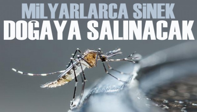 Et yiyen kurtçuklarla havadan mücadele: Milyarlarca sinek doğaya salınacak