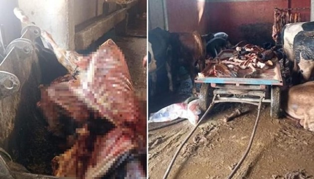 Adana'da at eti operasyonu