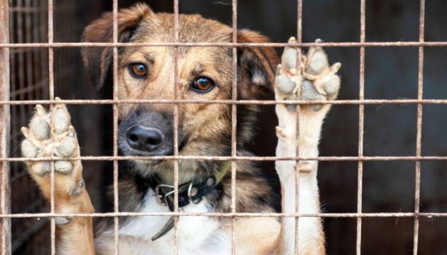 Sokak köpekleri kanser hastalarının umudunu arttırıyor