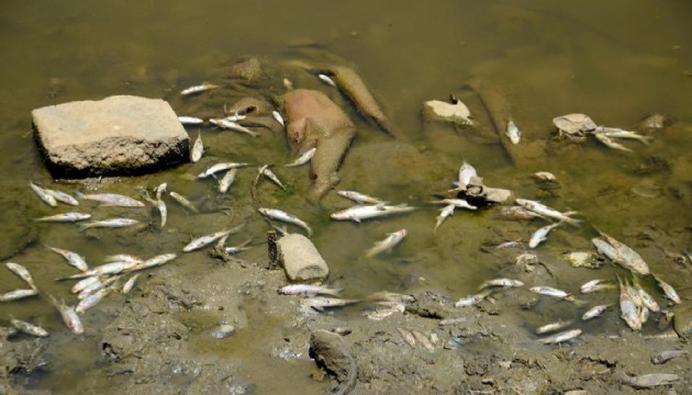 Karasu Nehri'nde balıklar kıyıya vuruyor!