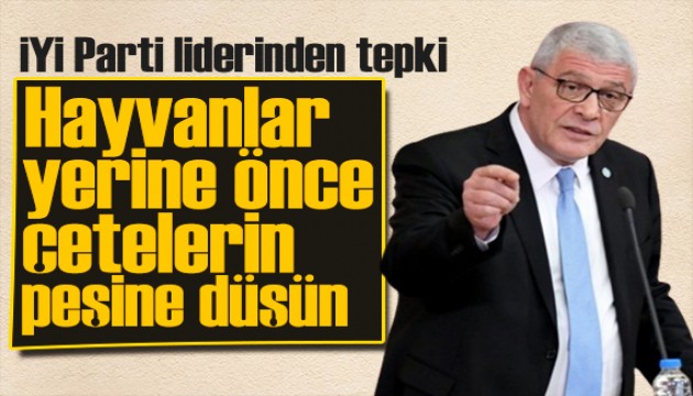 İYİ Parti lideri Dervişoğlu'ndan sokak hayvanları tepkisi: Önce sokaktaki katillerin peşine düşün