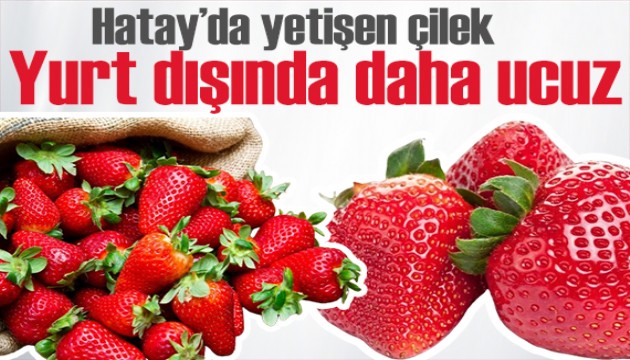 Türkiye'de yetişen çilekler yurt dışında daha pahalı