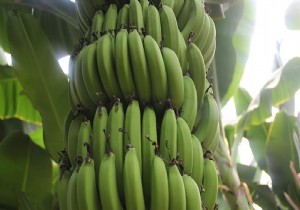 İthal muzun yerini yerli muz alıyor