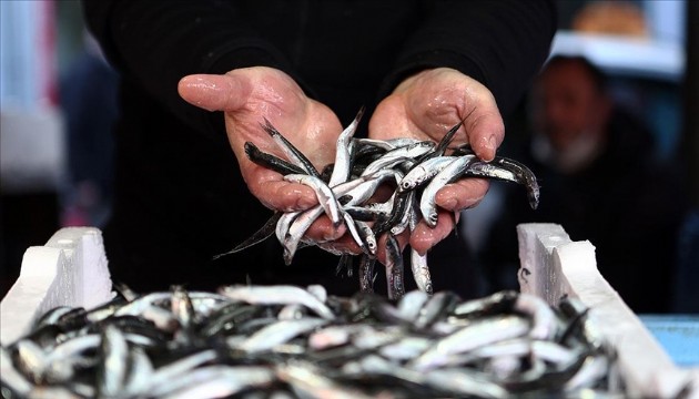 19 ülkeye hamsi ihracatı