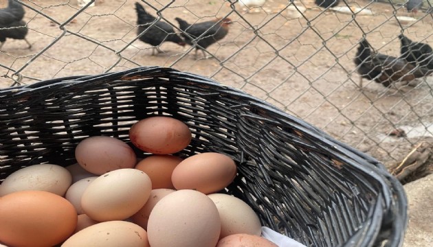 Yumurta zammının nedeni ortaya çıktı