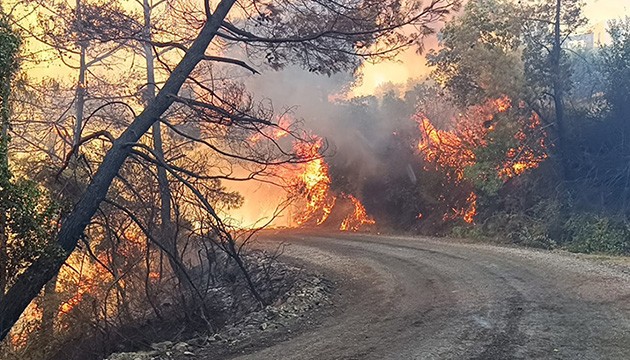 Adana’da orman yangını