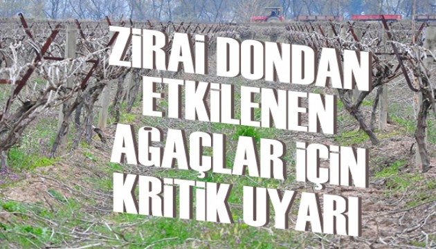 Zirai dondan etkilenen ağaçlar için kritik uyarı