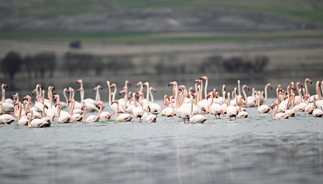 Yıllar sonra allı turnaların sesi duyuldu