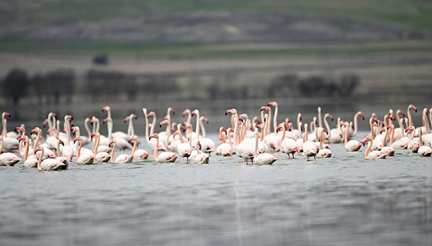 Yıllar sonra allı turnaların sesi duyuldu