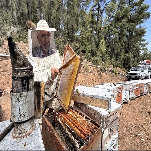 Arıcılar rekolteden memnun