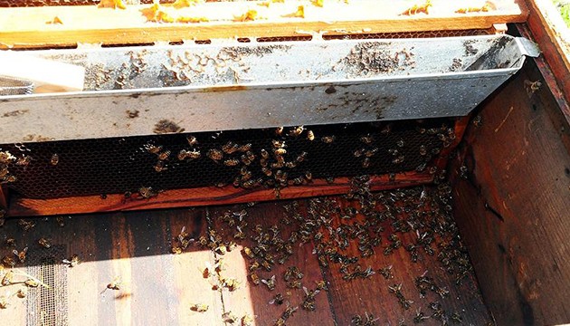 Uzman isim tehlikeye dikkat çekti: Toplu ölümler arttı