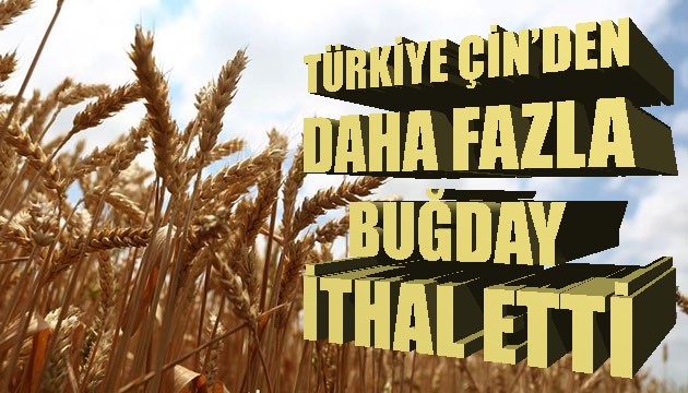 Türkiye, 1.4 milyar nüfuslu Çin'den daha fazla buğday ithal etti