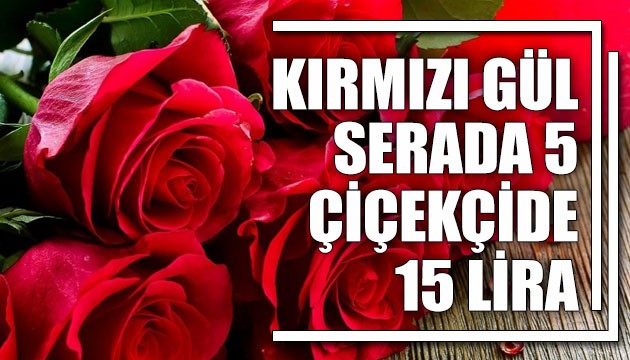 Kırmızı gül serada 5, çiçekçide 15 lira