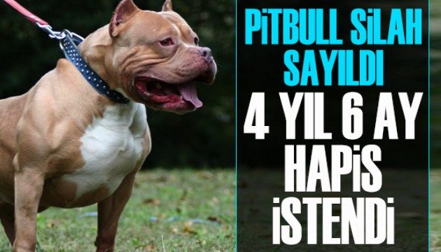 Pitbull silah sayıldı; 4 yıl 6 ay hapis istendi