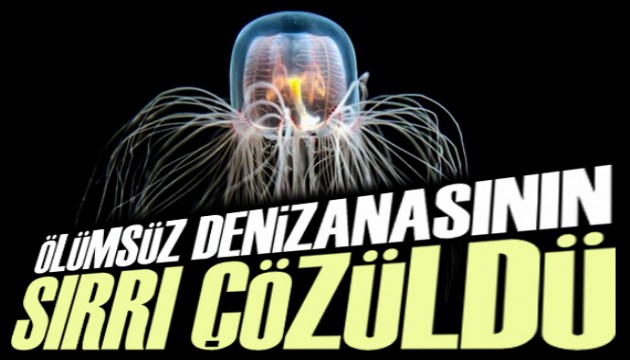 Ölümsüz denizanasının sırrı çözüldü