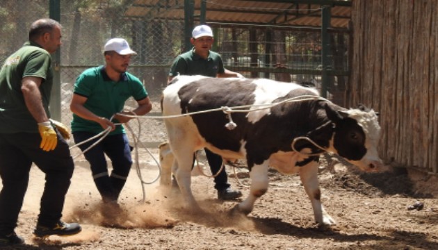 Kurban yakalama timi görev başında