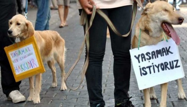 Vahşet bitmiyor! Hayvanların kalbine çamaşır suyu enjekte edildi