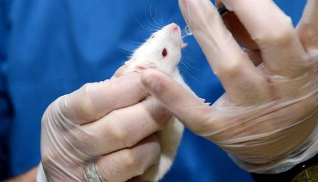 Araştırmacılar uzayda ilk defa fare embriyosu büyüttü