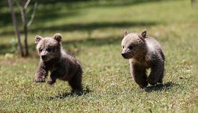 Yavru bozayılar ilgi odağı oldu