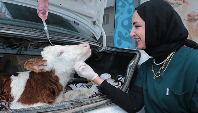 Hastalanan buzağı otomobille veterinere taşındı