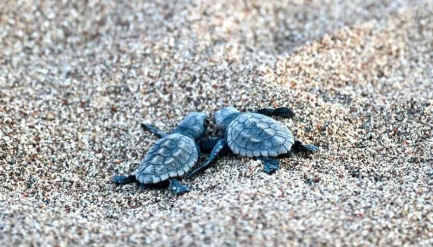 Binlerce caretta caretta yavrusu denizle buluştu