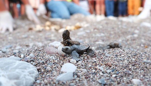 4 bin caretta caretta denizle buıluştu