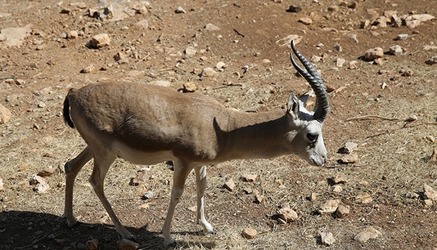 Dağlardaki ceylan sayısı artıyor