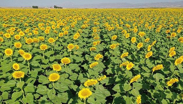 Hasada hazırlanan tarlalar sarı renge büründü