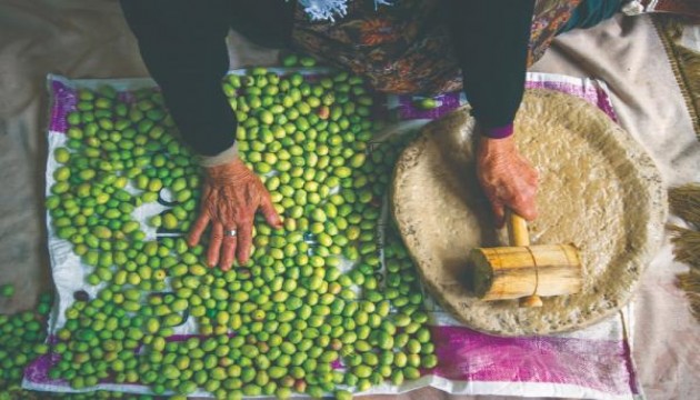 Türkiye'nin geleneksel zeytin yetiştiriciliği, UNESCO'ya alındı