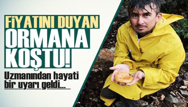 Fiyatını duyan ormana koştu, uzmanı uyardı!