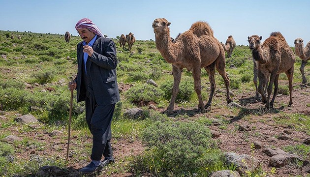 Diyarbakırlı besici, 'dikkat deve çıkabilir' tabelası istiyor