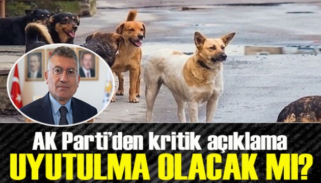 AK Parti'den sokak hayvanları düzenlemesi açıklaması: Uyutulma olacak mı?