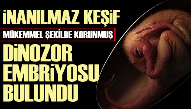 İnanılmaz keşif; Çin'de dinozor embriyosu bulundu