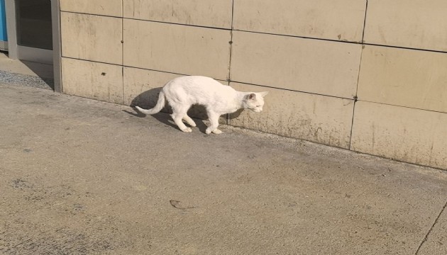 Bacağı kırılan kedi hastanenin acil servisine geldi