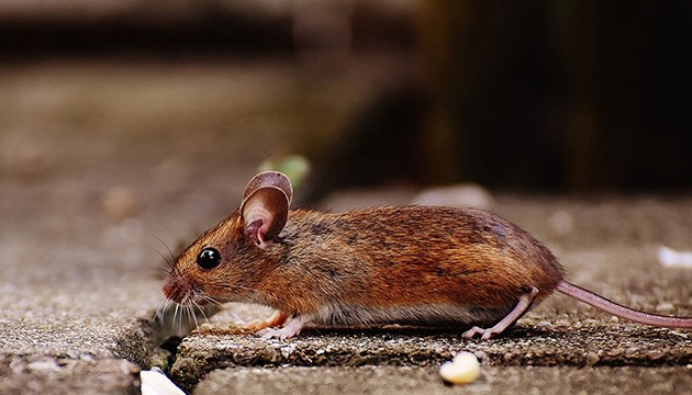 Avrupa'da fare istilası alarmı: Savaş açıldı!
