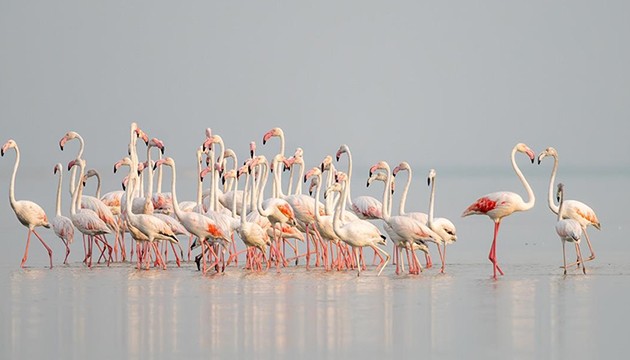 Adana flamingolarla renklendi