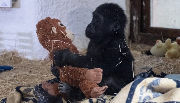 Havalimanında yakalanan gorilin ismi belli oldu