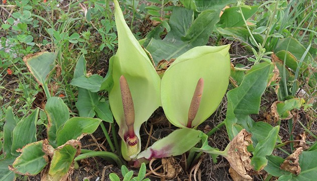 Hatay'da yeni bir bitki türü keşfedildi