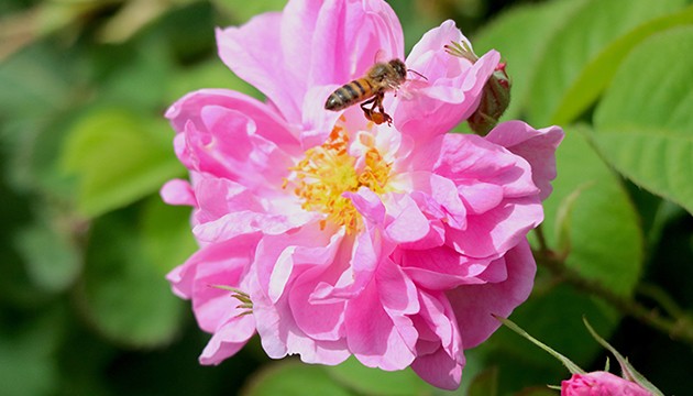 Göl manzaralı gül hasadı ilgi çekiyor