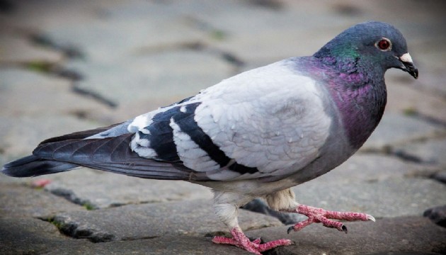 Güvercini ezen taksici tutuklandı