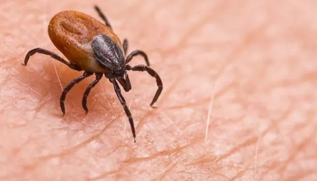 KKKA hastalığına karşı vatandaşları uyarı! Kene vakalarına dikkat!