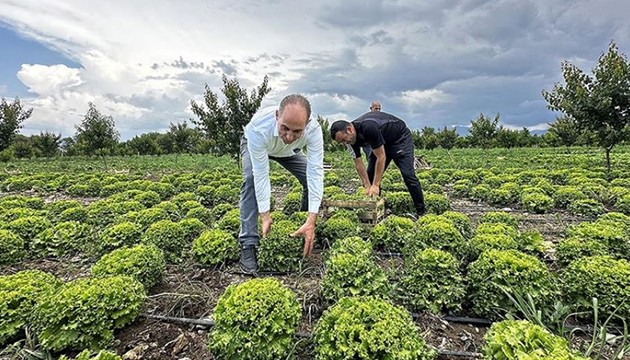 Teşvik ve desteklerle sebze yetiştirmeye ilgi artıyor