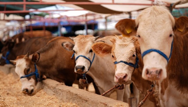 Kurbanlık fiyatları belli oldu