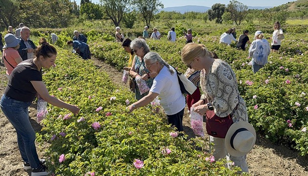 Isparta'nın meşhur gülünde hasat zamanı