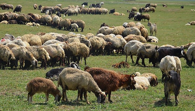 Besicilerin yayla mesaisi başladı