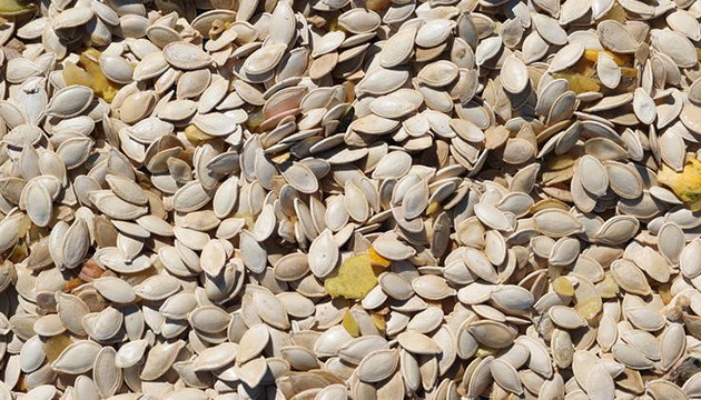 Kabak çekirdeği üretiminde artış