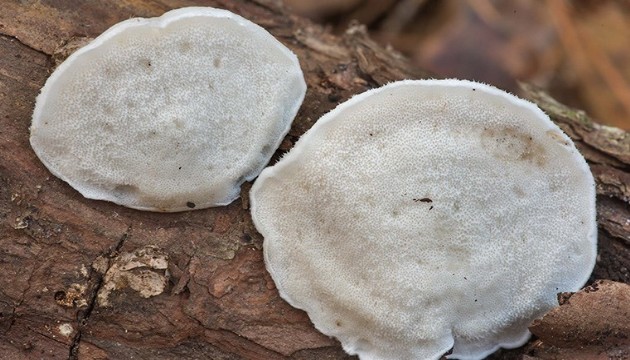 Dünyanın en acı maddesi bulundu!