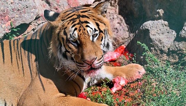 Yırtıcılara özel gün menüsü