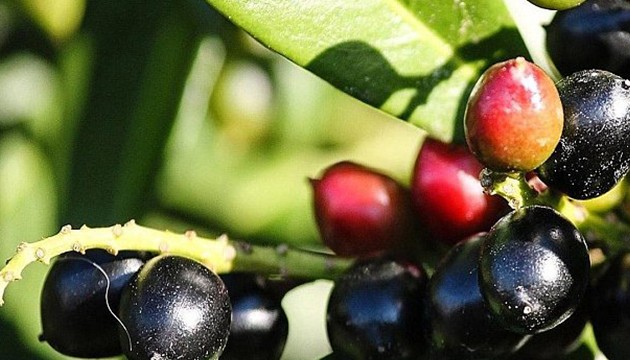 Karayemiş çekirdeği canından ediyordu